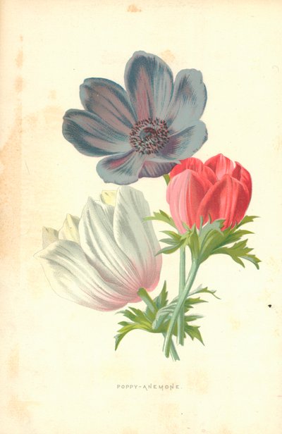 haşhaş-anemon by Frederick Edward Hulme