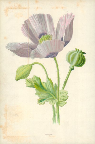 Haşhaş by Frederick Edward Hulme