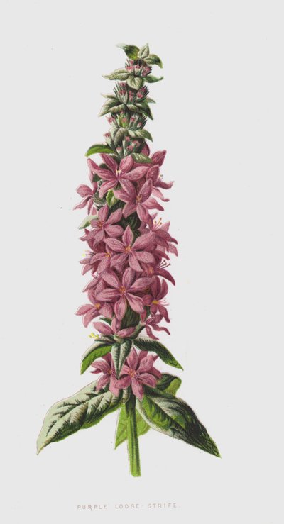 Mor Gevşek (chromolitho) by Frederick Edward Hulme