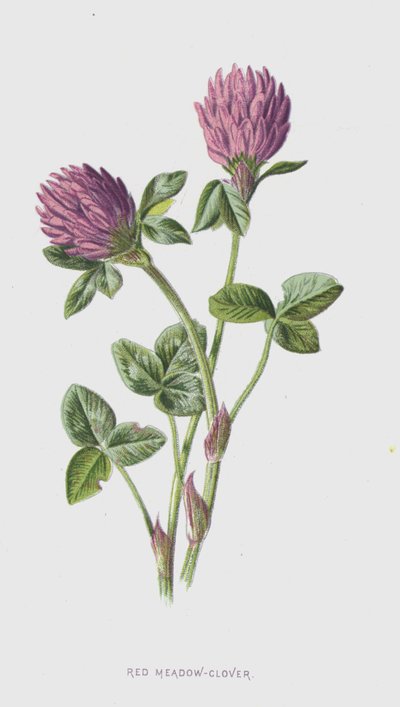 Kızıl Çayır Yonca (chromolitho) by Frederick Edward Hulme