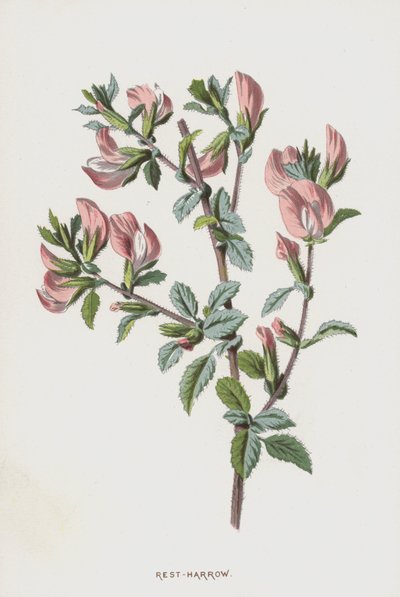 Dinlenme Tırmığı (kromolitho) by Frederick Edward Hulme