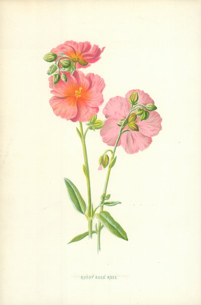 Kırmızı Kaya Gülü by Frederick Edward Hulme