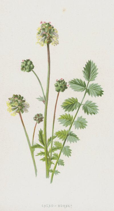 Salata-Börek (chromolitho) by Frederick Edward Hulme