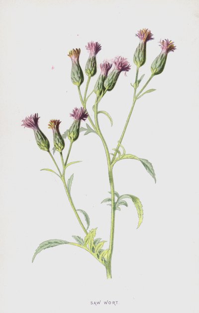 Testere Wort (chromolitho) by Frederick Edward Hulme