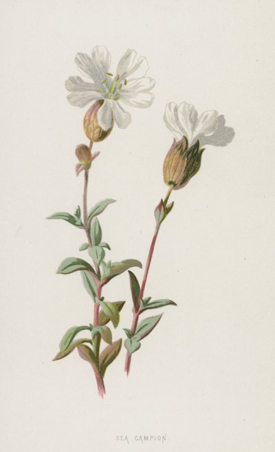 Deniz Kampı (chromolitho) by Frederick Edward Hulme