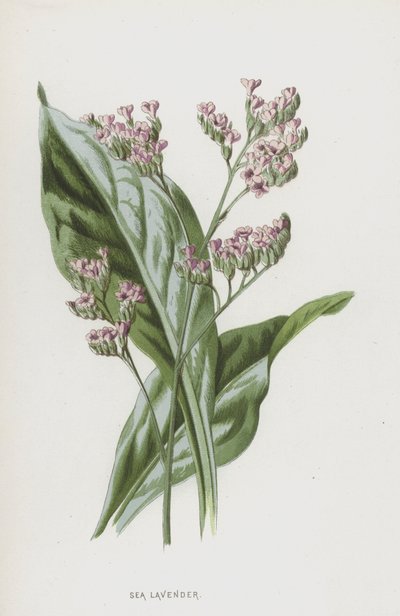 Deniz Lavanta (chromolitho) by Frederick Edward Hulme