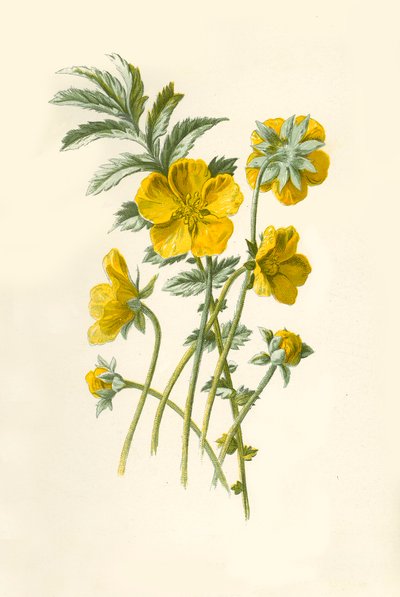 Gümüş-Ot, 1877. by Frederick Edward Hulme