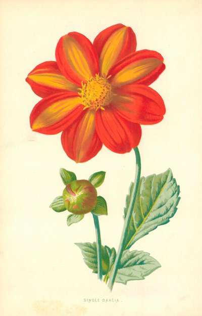 Tek Yıldızçiçeği by Frederick Edward Hulme