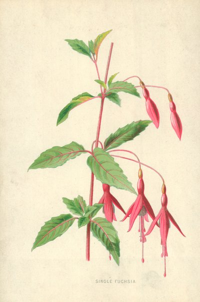 Tek Fuşya by Frederick Edward Hulme