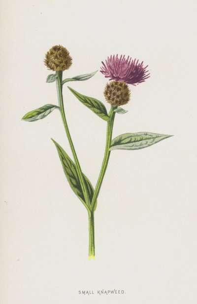 Küçük Knapweed (chromolitho) by Frederick Edward Hulme
