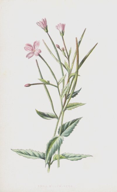 Küçük Söğüt Bitkisi (chromolitho) by Frederick Edward Hulme