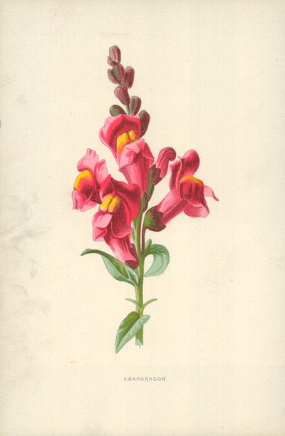 Aslanağzı by Frederick Edward Hulme