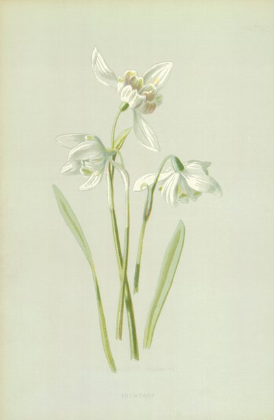 Kardelen by Frederick Edward Hulme