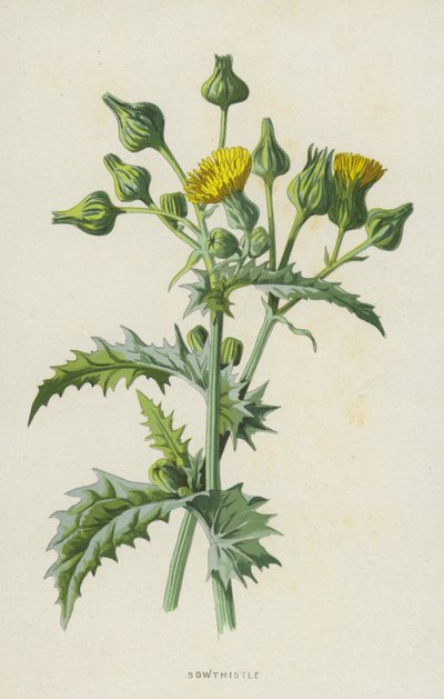 sowthistle (kromolito) by Frederick Edward Hulme
