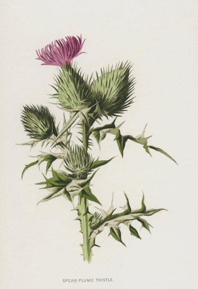 Mızrak Tüylü Devedikeni (chromolitho) by Frederick Edward Hulme