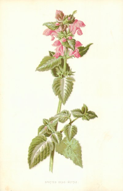 Benekli Isırgan Otu by Frederick Edward Hulme