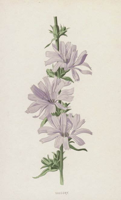 Succory (kromolitho) by Frederick Edward Hulme