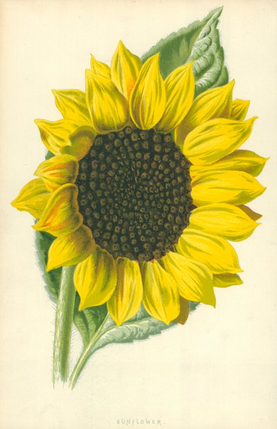 Ayçiçeği by Frederick Edward Hulme