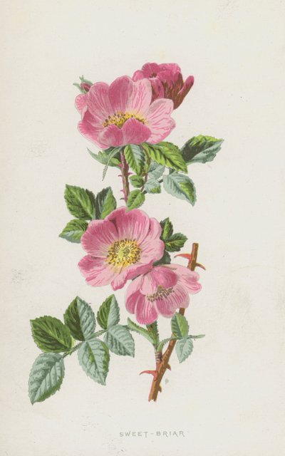 Tatlı Briar (kromolitho) by Frederick Edward Hulme