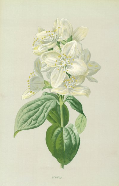 şırınga by Frederick Edward Hulme