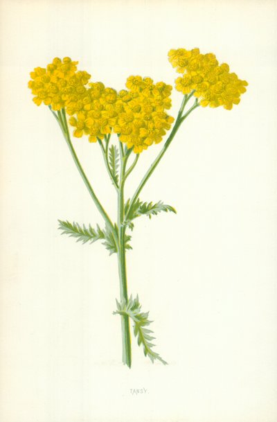 Solucan otu by Frederick Edward Hulme