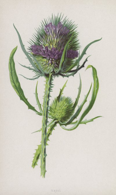 Teasel (kromolito) by Frederick Edward Hulme