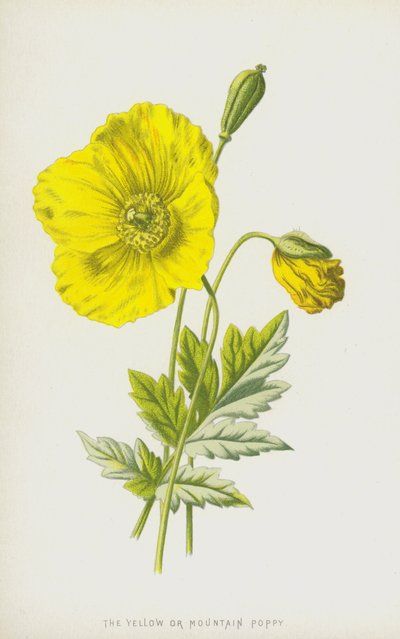 Sarı veya Dağ Haşhaşı (chromolitho) by Frederick Edward Hulme