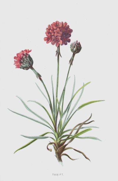 Tasarruf (kromolitho) by Frederick Edward Hulme