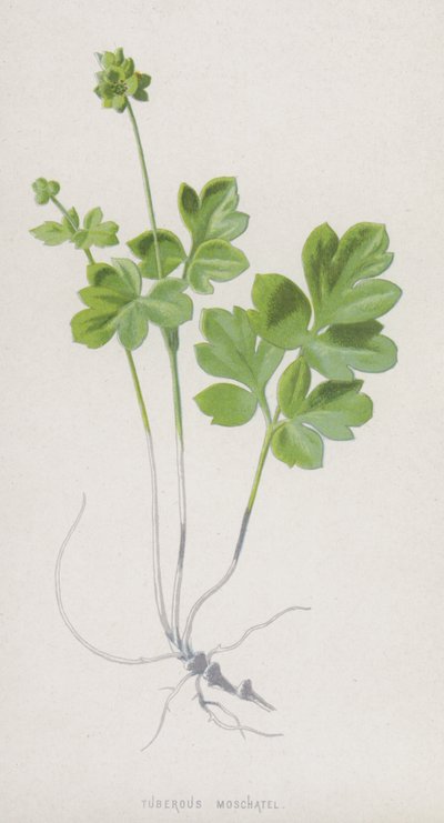 Yumrulu Moschatel (chromolitho) by Frederick Edward Hulme