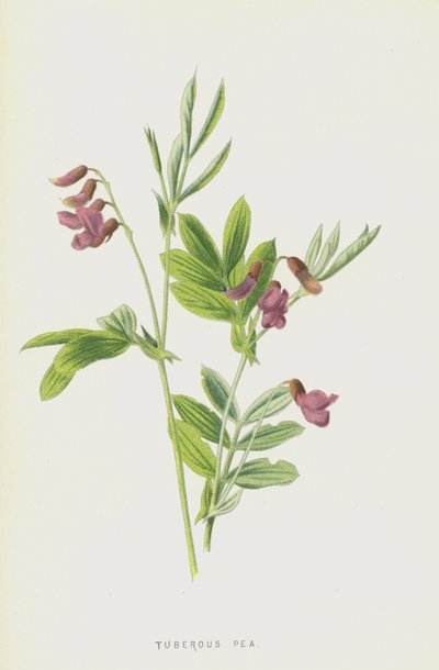 Yumrulu Bezelye (chromolitho) by Frederick Edward Hulme