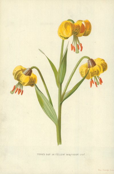 Türk Şapkası veya Sarı Martagon Zambak by Frederick Edward Hulme