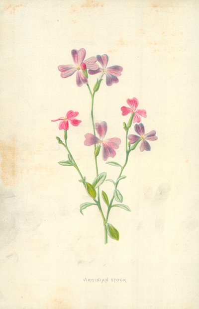 Virjinya Stoku by Frederick Edward Hulme