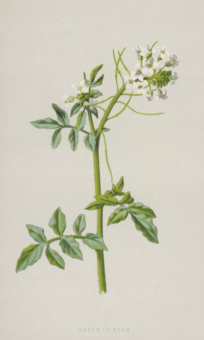 Tere (kromolitho) by Frederick Edward Hulme