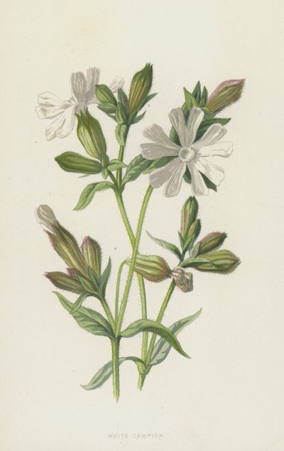 Beyaz Kampion (chromolitho) by Frederick Edward Hulme