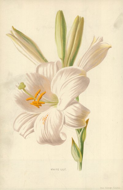 Beyaz Zambak by Frederick Edward Hulme