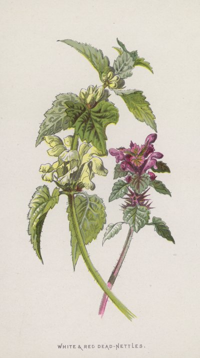 Beyaz ve Kırmızı Isırgan Otu (chromolitho) by Frederick Edward Hulme