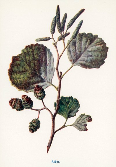 Kırsal Kesimin Yabani Meyveleri: Kızılağaç (renkli lito) by Frederick Edward Hulme