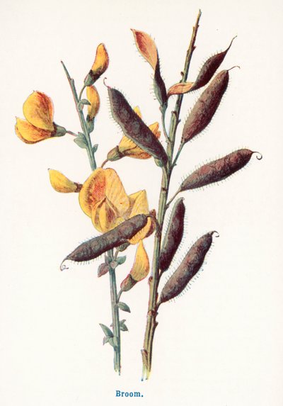 Kırsal Kesimin Yabani Meyveleri: Süpürge (renkli taş baskı) by Frederick Edward Hulme
