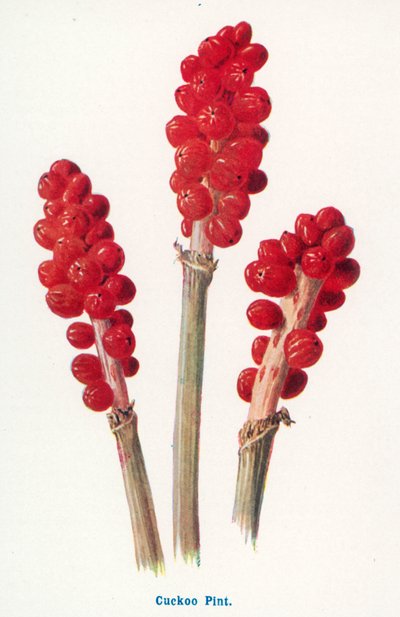 Kırsal Kesimin Yabani Meyveleri: Cuckoo Pint (renkli taş baskı) by Frederick Edward Hulme