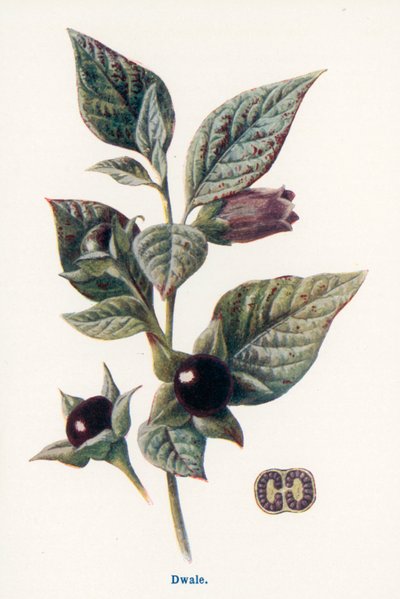 Kırsal Kesimin Yabani Meyveleri: Dwale (renkli taş baskı) by Frederick Edward Hulme