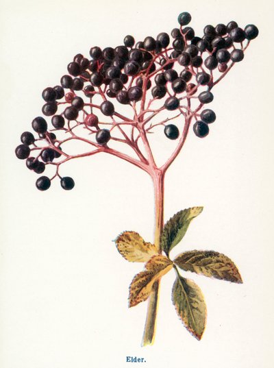  by Frederick Edward Hulme