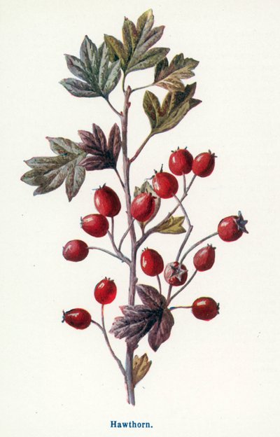 Kırsal Kesimin Yabani Meyveleri: Alıç (renkli taş baskı) by Frederick Edward Hulme