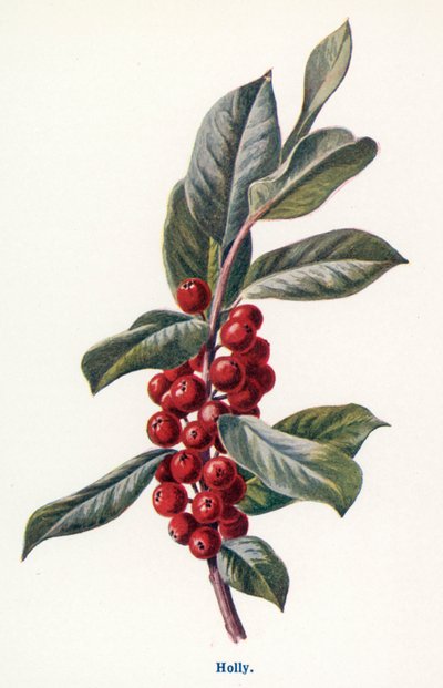 Kırsal Kesimin Yabani Meyveleri: Çobanpüskülü (renkli taş baskı) by Frederick Edward Hulme