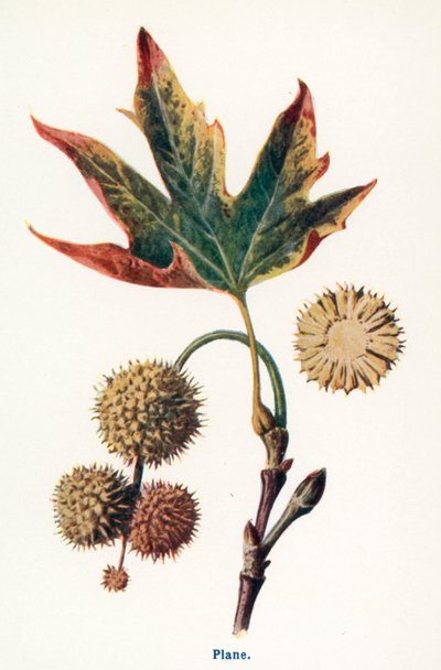 Kırsal Kesimin Yabani Meyveleri: Çınar (renkli taş baskı) by Frederick Edward Hulme