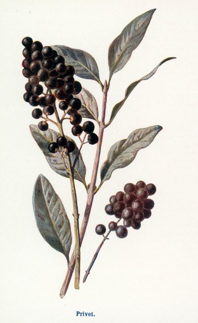 Kırsal Kesimin Yabani Meyveleri: Kurtbağrı (renkli taş baskı) by Frederick Edward Hulme
