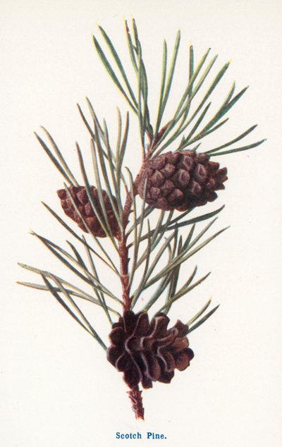 Taşranın Yabani Meyveleri: Sarıçam (renkli taş baskı) by Frederick Edward Hulme