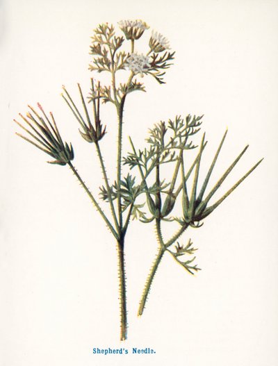 Kırsal Kesimin Yabani Meyveleri: Çoban İğnesi (renkli taş baskı) by Frederick Edward Hulme