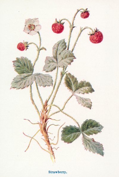  by Frederick Edward Hulme