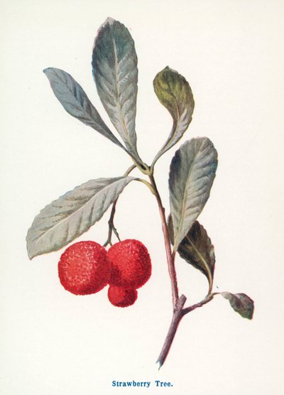 Kırsal Kesimin Yabani Meyveleri: Çilek Ağacı (renkli taş baskı) by Frederick Edward Hulme