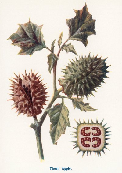 Taşranın Yabani Meyveleri: Dikenli Elma (renkli taş baskı) by Frederick Edward Hulme